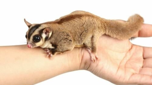 Sugar Glider Price: Complete Guide Before You Buy