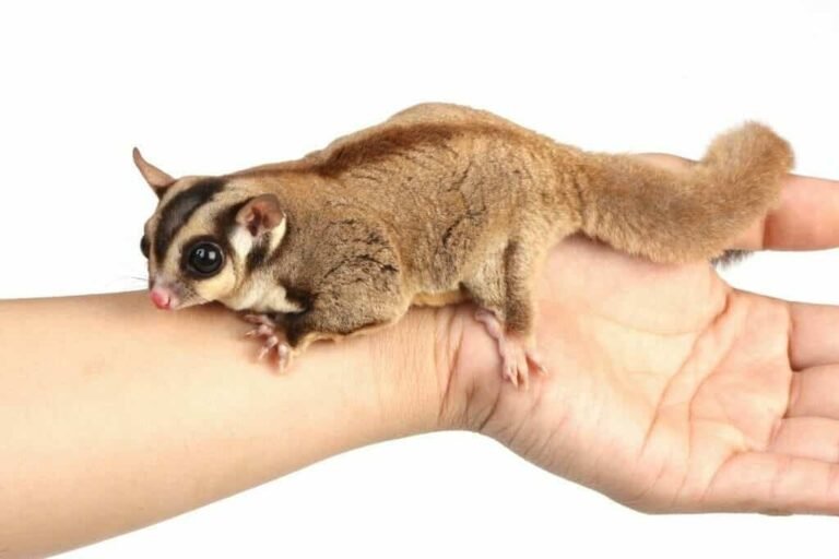 Sugar Glider Price: Complete Guide Before You Buy
