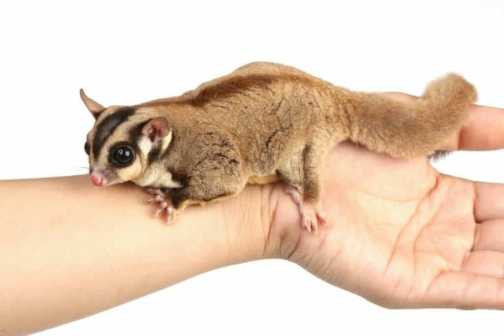 Sugar Glider Price: Complete Guide Before You Buy