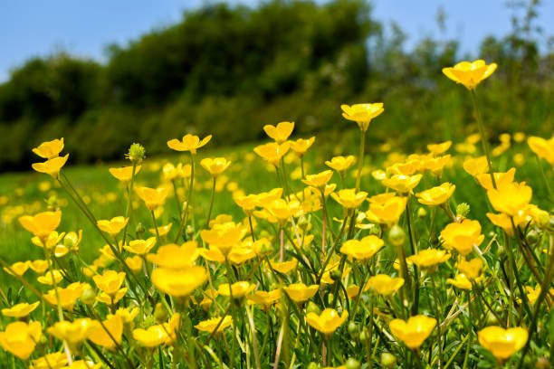 Buttercup Magazines