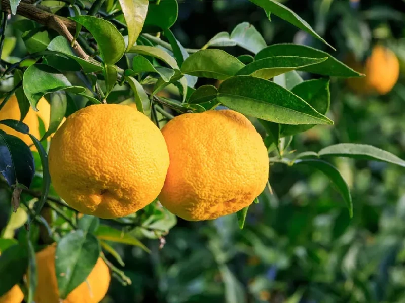 Curious about Does Yuzu Have Caffeine? Learn if this exotic citrus fruit naturally contains caffeine, its benefits, and how it’s used in energy drinks.