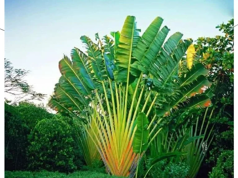 Traveler’s Palm Tree
