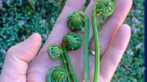 What Are Fiddlehead Ferns? (and Which Ones Are Edible)