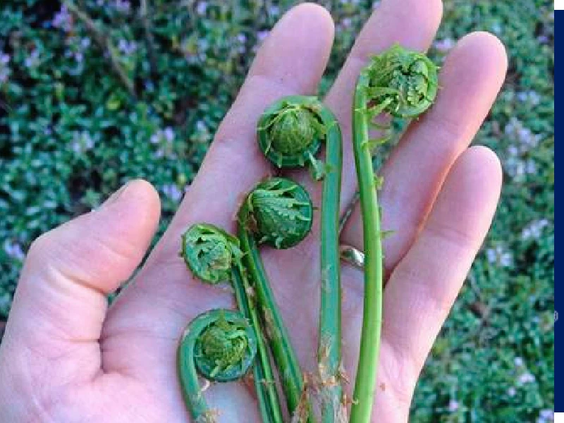 What Are Fiddlehead Ferns? (and Which Ones Are Edible)