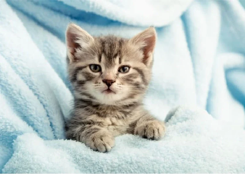 “When Do Kittens Open Their Eyes