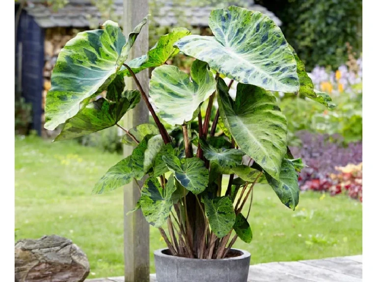 Elephant Ear Plant