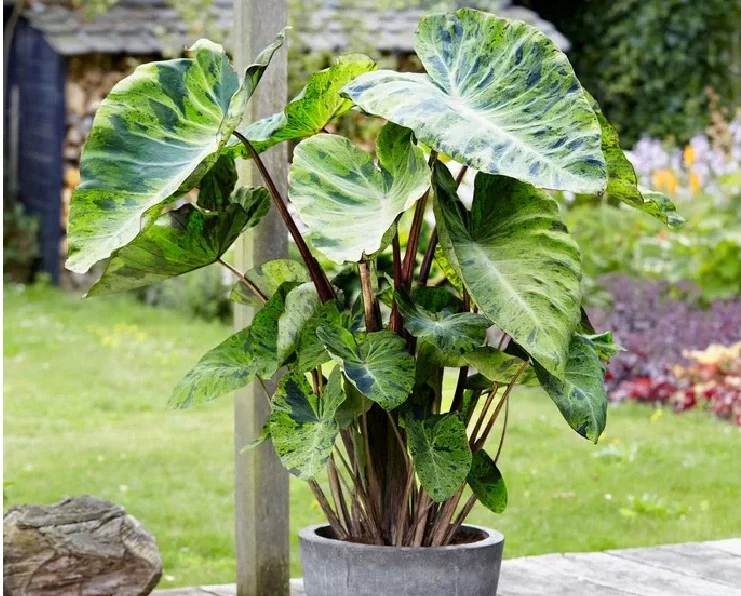 Elephant Ear Plant